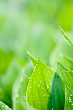 Fresh green leafs Stock Photos