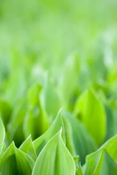 Fresh green leafs Stock Photos