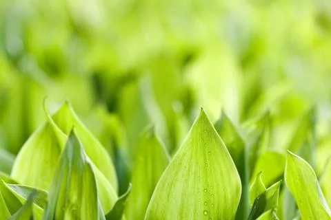 Fresh green leafs Stock Photos
