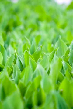Fresh green leafs Stock Photos