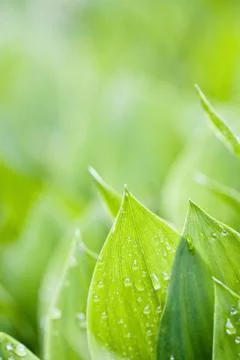 Fresh green leafs Stock Photos