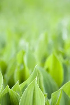 Fresh green leafs Stock Photos