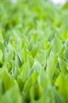 Fresh green leafs Stock Photos