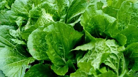 Fresh green leafy cabbage vegetables growing in organic garden Stock Footage 332282702