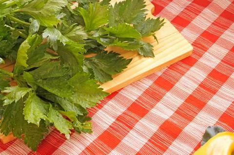 Fresh green leafy celery on the table Stock Photos