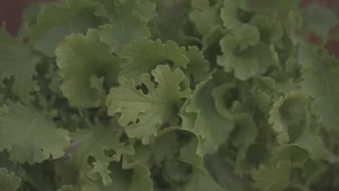 Fresh Green Leafy Herb Plants Growing in Organic Garden – 4K LOG Footage Stock Footage 345093157