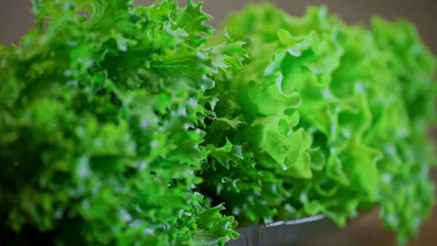 Fresh green leafy lettuce in a kitchen setting, close-up. Stock Footage 314196784