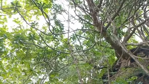 The fresh green leafy trunk of the pule tree looks lush and blends in with. Stock Footage 326867119