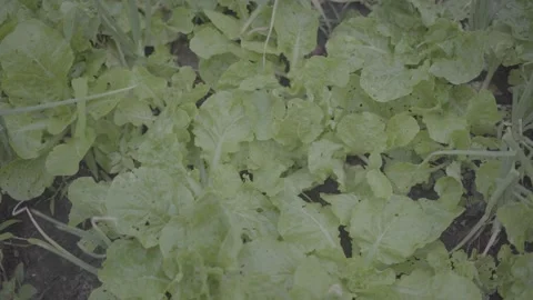 Fresh Green Leafy Vegetables Growing in Organic Garden Soil Stock Footage 344907865