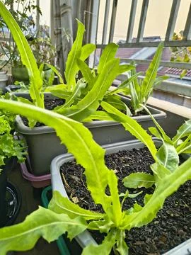 Fresh green leafy vegetables Stock-Fotos