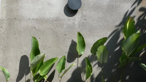 Fresh green leaves against rustic grey concrete wall, natural sunlight cast.. Stock Footage 345197943
