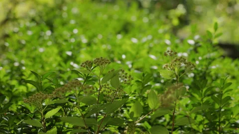 Fresh Green Leaves and Tiny Flower Buds in Spring Sunlight Close-Up 動画素材 342387551