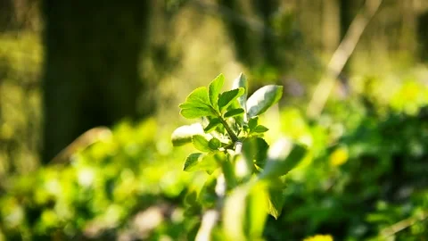 Fresh green leaves and a tree branch swinging in the wind Stock Footage 146853151