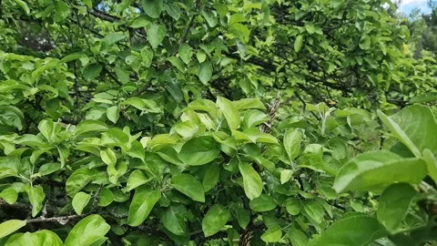Fresh green leaves of apple tree with selective focus 库存影片 336193366