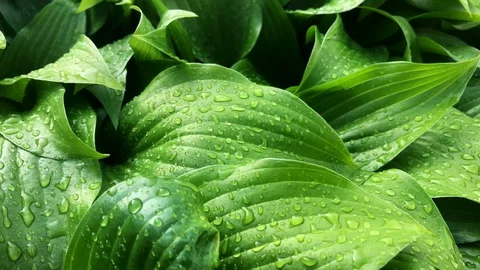 Fresh Green Leaves Background with rain drops. Stock Footage 112718136