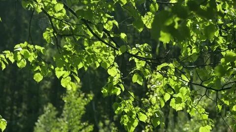 Fresh green leaves on branches flutter softly Stock Footage 341453249