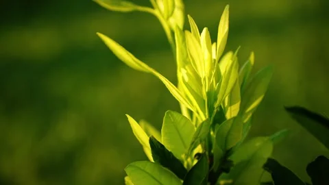 Fresh green leaves of citrus tree close up at sunset, young plant branch foliage Stock Footage 342830815