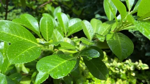 Fresh Green Leaves Covered with Raindrops After Summer Rain Stock Footage 340338652