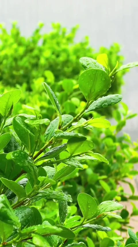 Fresh Green Leaves With Dew Drops After Rain Vídeo Stock 343773559