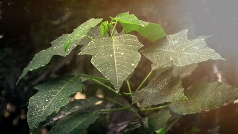Fresh Green Leaves with Dew Drops Stock Footage 345649693