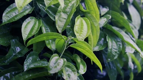 Fresh Green Leaves Dripping with Raindrops in Tropical Forest Stock Footage 330772413
