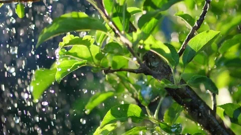 Fresh green leaves during spring rain Stock-Footage 76350002