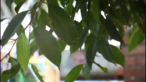 Fresh green leaves Stock Footage 233818261
