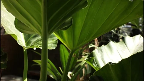 Fresh green leaves. Stock Footage 235866006