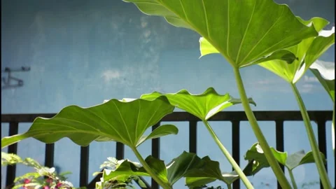 Fresh green leaves Stock-Footage 252556383