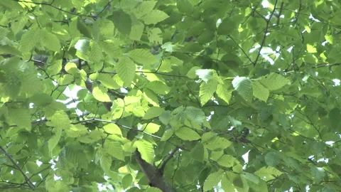 Fresh Green Leaves Vídeo Stock 332765612