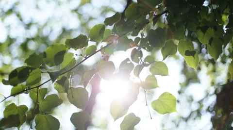 Fresh green leaves in a forest framing the sun in the middle and forming rays of Stock Footage 65502994