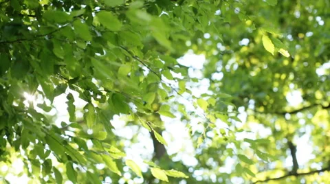 Fresh green leaves in a forest framing the sun in the middle and forming rays of Stock Footage 65502995