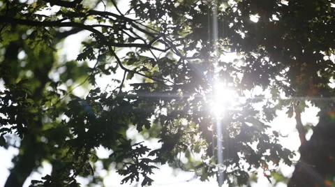 Fresh green leaves in a forest framing the sun in the middle and forming rays of Stock Footage 65503088