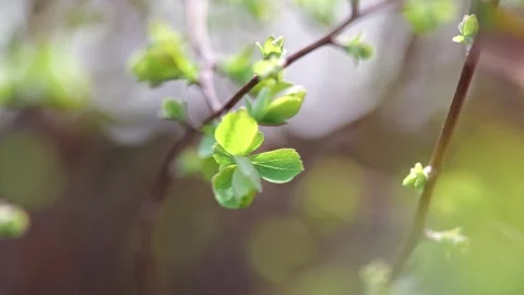Fresh green leaves growing on thin branch in spring sunlight with soft bokeh bac Stock Footage 331713094