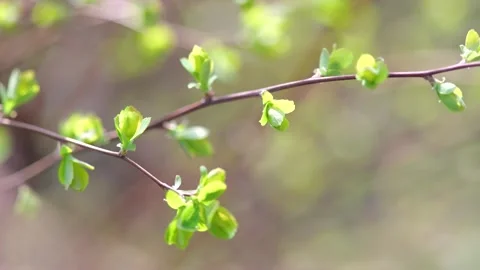 Fresh green leaves growing on thin branch in spring sunlight with soft bokeh bac Stock Footage 331713668