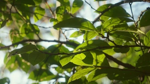 Fresh green leaves illuminated by soft morning sunlight in a natural forest.. Stock Footage 346738947