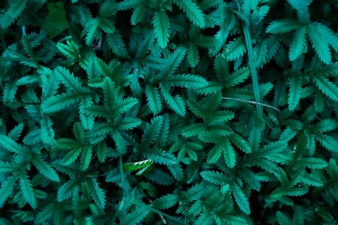 Fresh Green leaves pattern background, Natural background and wallpaper Foto stock