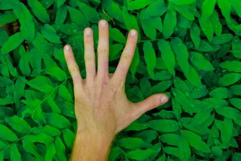Fresh green leaves pattern hand Stock Photos
