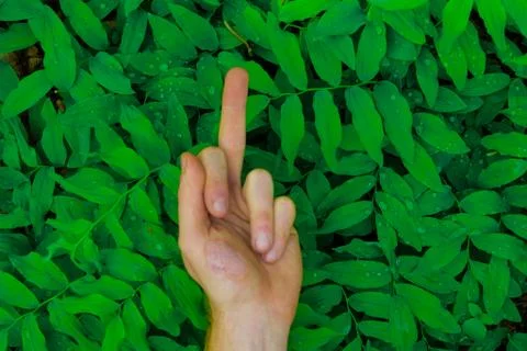 Fresh green leaves pattern hand Foto stock