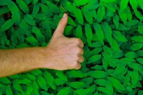Fresh green leaves pattern hand Stock Photos