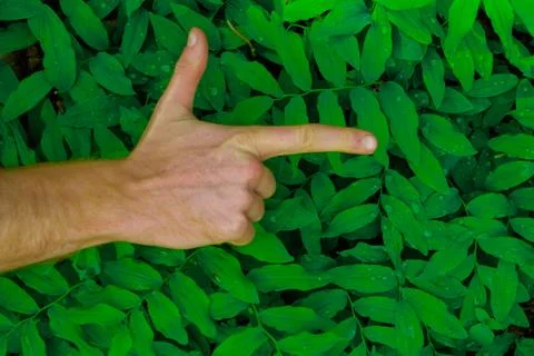 Fresh green leaves pattern hand Stock Photos