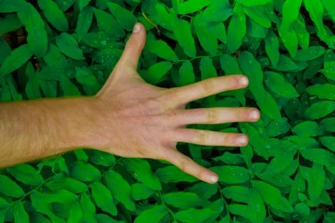Fresh green leaves pattern hand Stock Photos