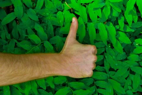 Fresh green leaves pattern hand Stock Photos