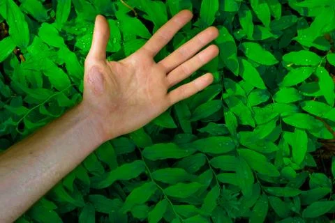 Fresh green leaves pattern hand Stock Photos