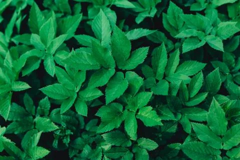Fresh green leaves pattern or background. Natural background.  Flat lay. Stock Photos