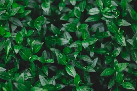 Fresh green leaves pattern or background. Natural background.  Flat lay. Foto stock