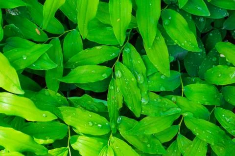 Fresh green leaves pattern Foto stock