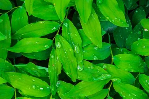 Fresh green leaves pattern Stock Photos