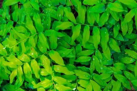 Fresh green leaves pattern Stock Photos