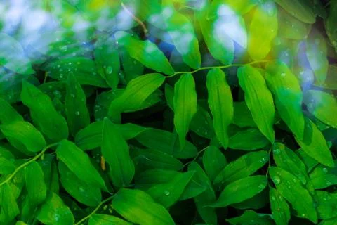 Fresh green leaves pattern Stock Photos